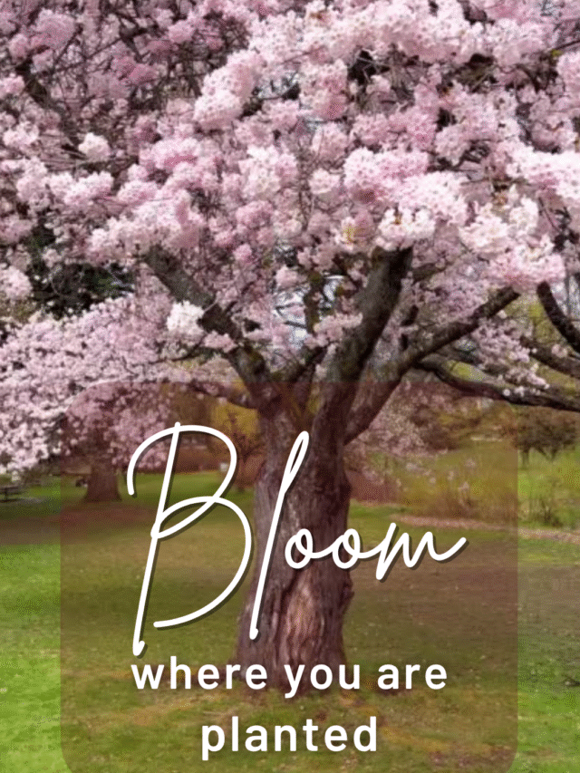 Bloom Where You Are Planted